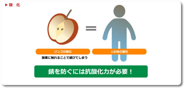 コエンザイムQ10の働き2つめ