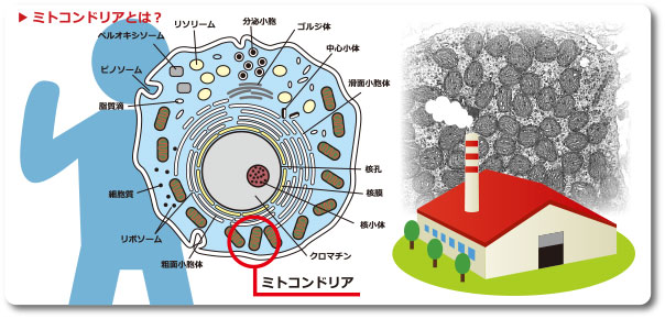 ミトコンドリアとは