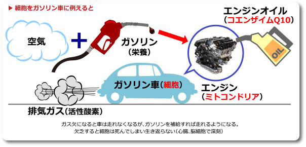 細胞をガソリン車に例えると