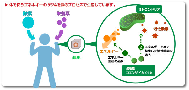コエンザイムQ10の働き
